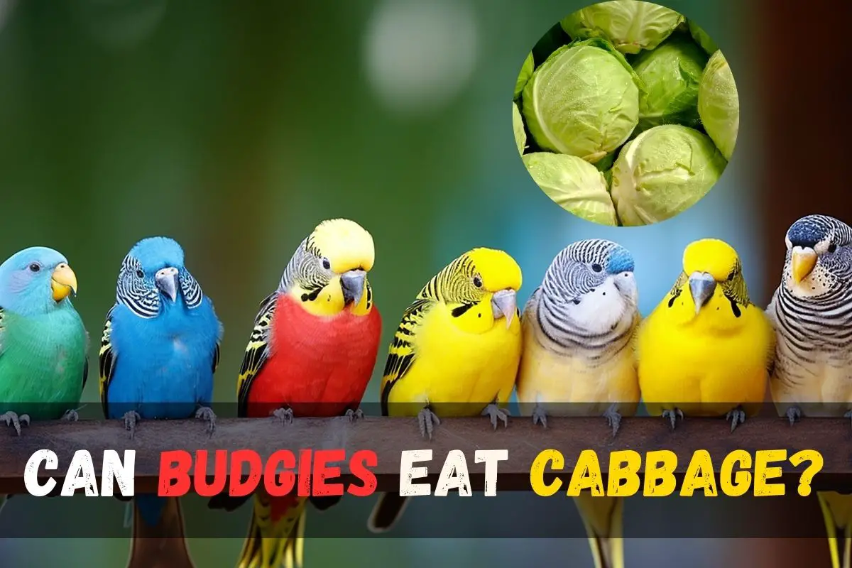 Can Budgies Eat Cabbage? Discover the Benefits and Risks!