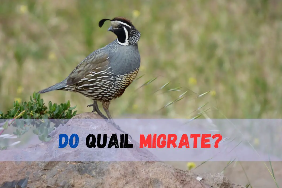 Do Quail Migrate Learn Migration Patterns And Behaviors