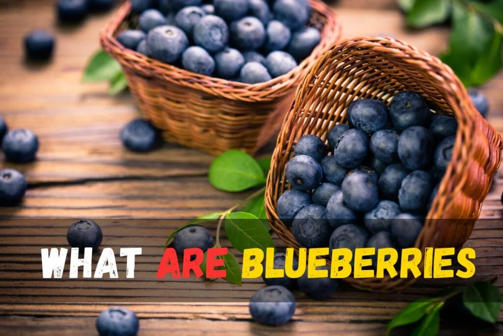What Are Blueberries