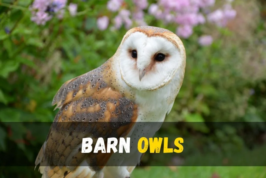 barn owls