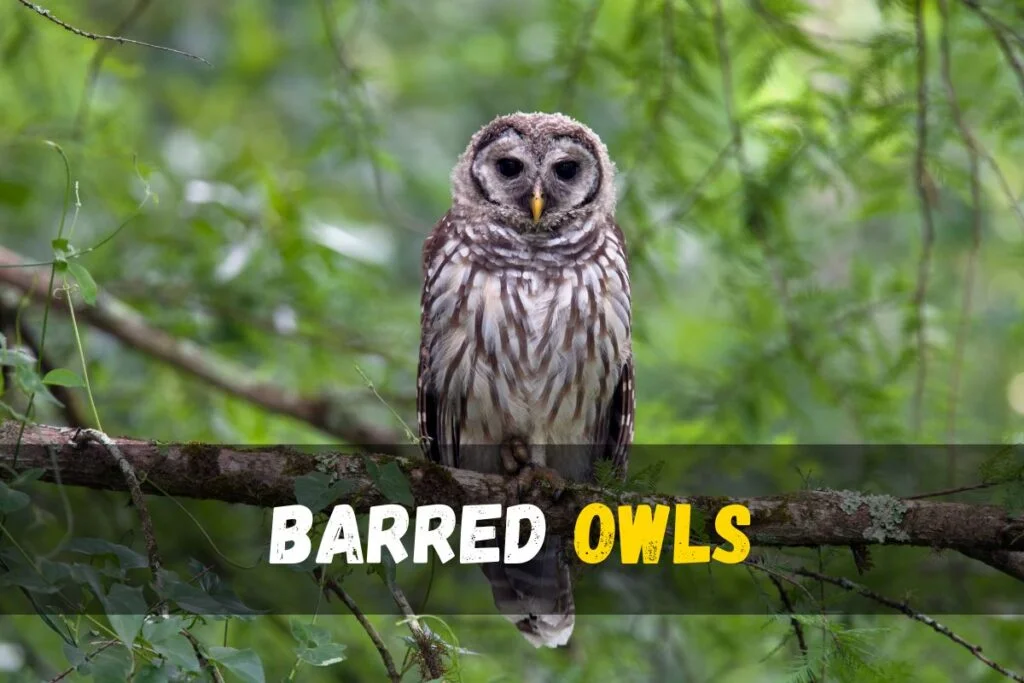 Barred Owl