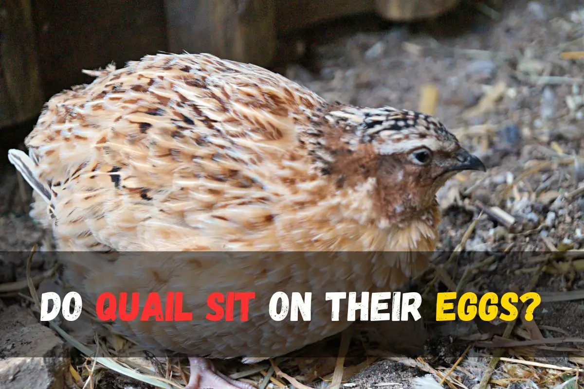 Do Quail Sit On Their Eggs Unveiling The Nesting Habits Of Quails