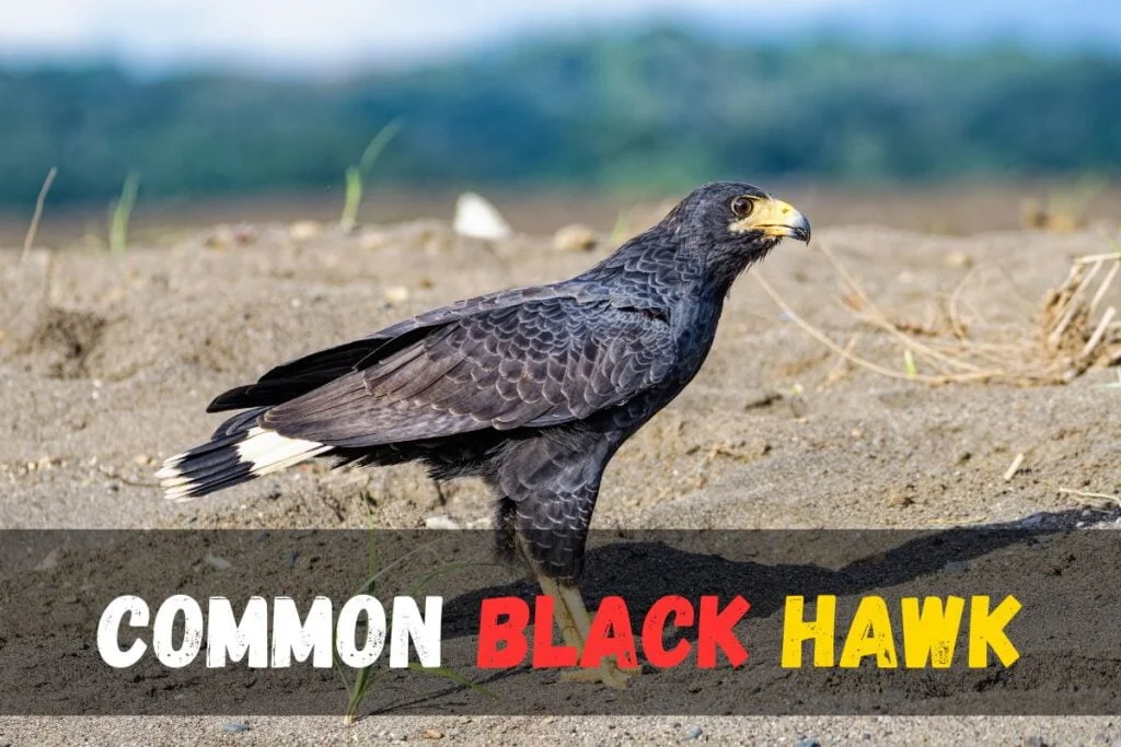 Common Black Hawk