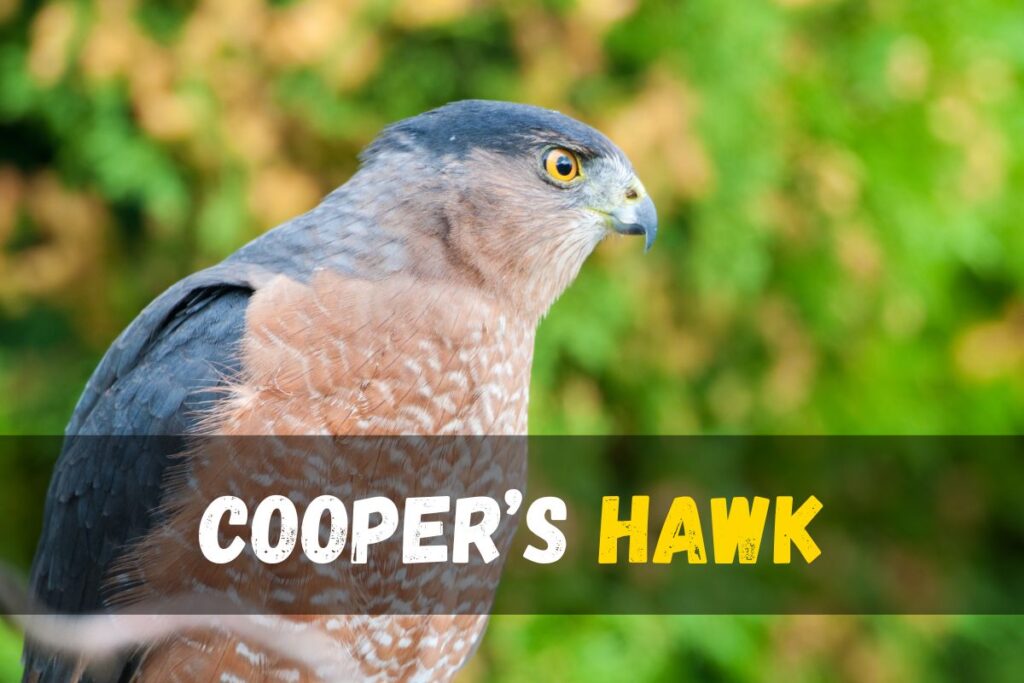 Cooper’s Hawk
