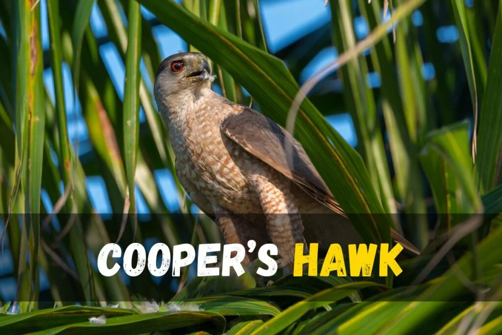 Cooper’s Hawk