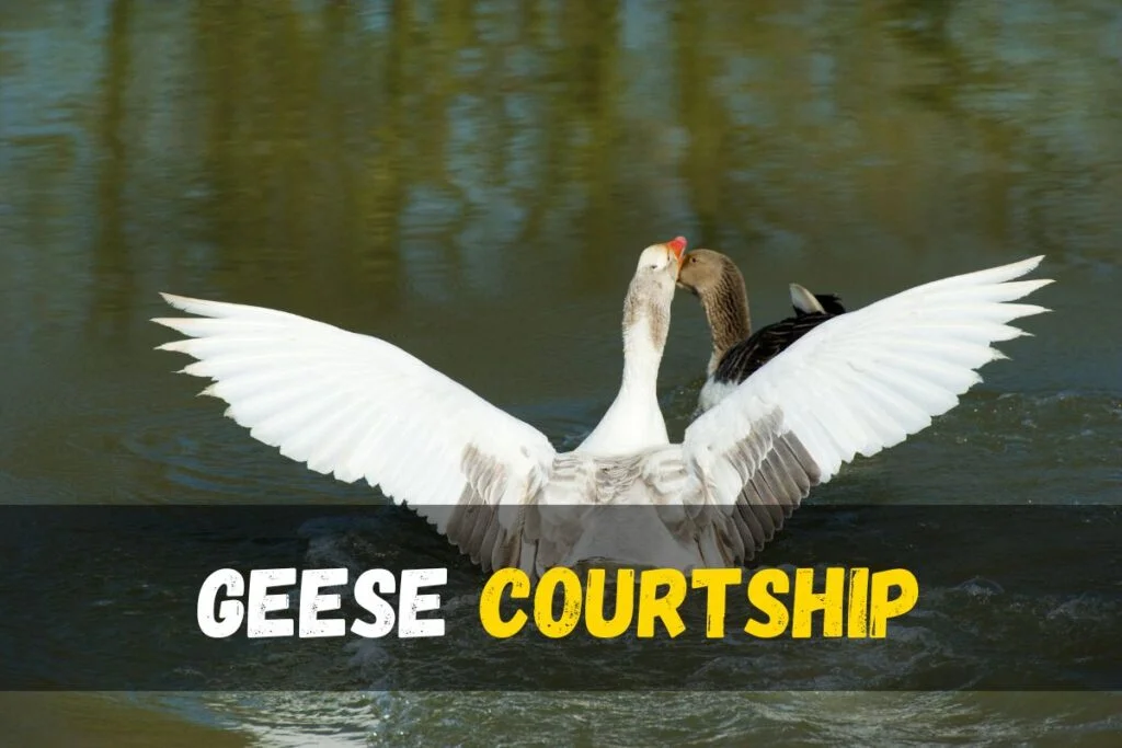 Courtship geese