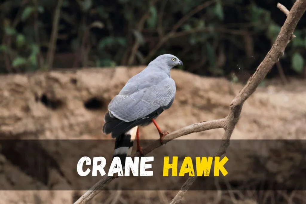 Crane Hawk