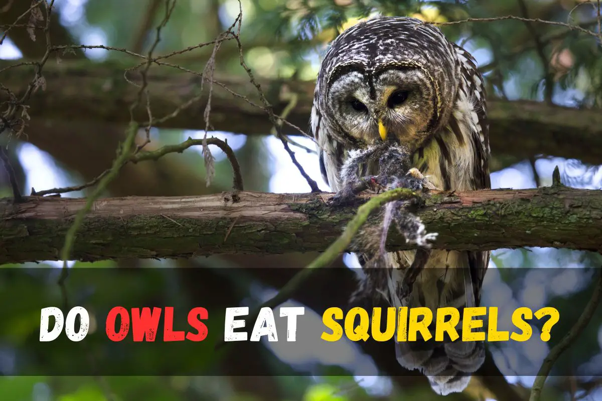 Do Owls eat Squirrels? explore predatory behavior & hunting tactics