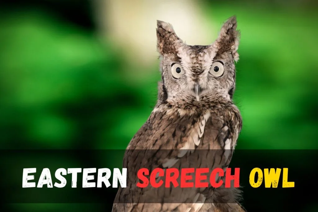 Eastern Screech Owl.