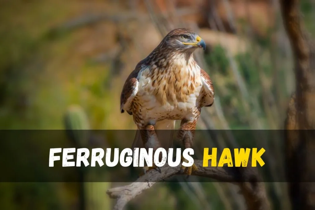 Ferruginous Hawk