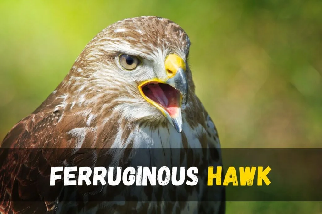 Ferruginous Hawk