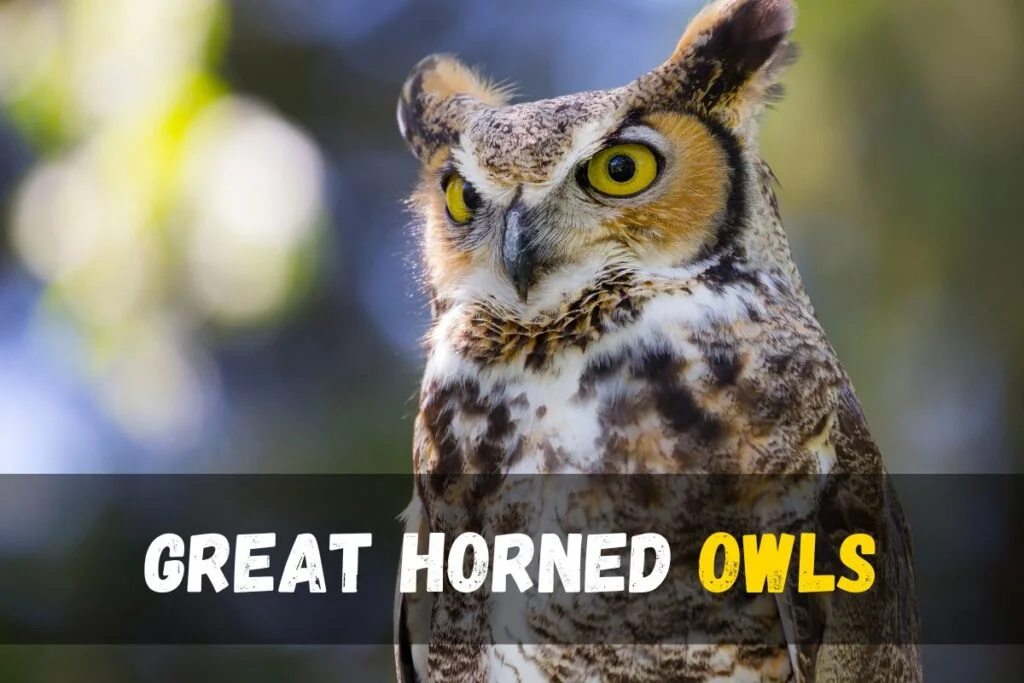 Great Horned Owl