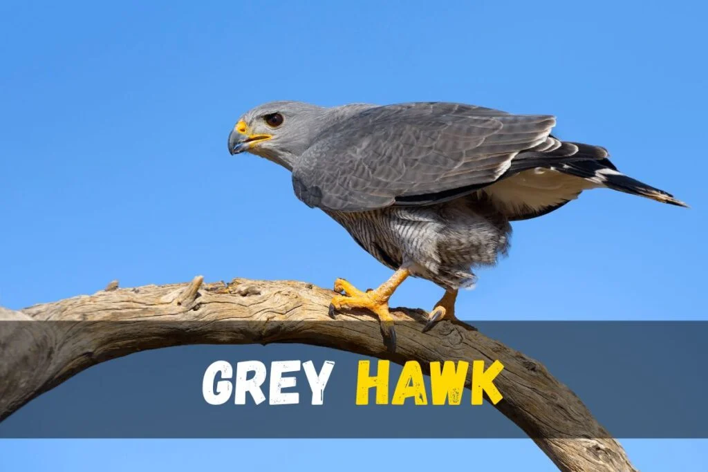 Grey Hawk
