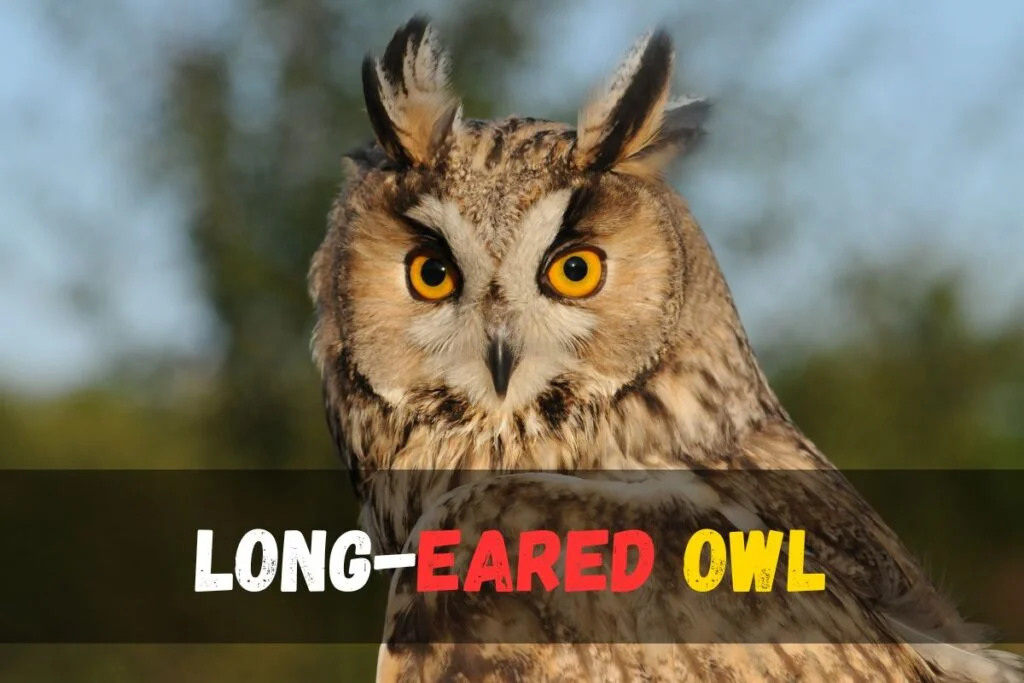 long eared owl