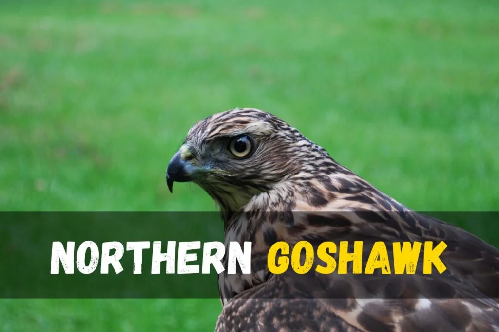Northern Goshawk