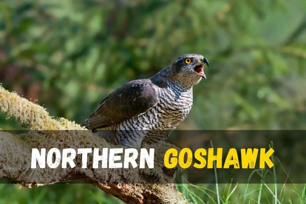 Northern Goshawk