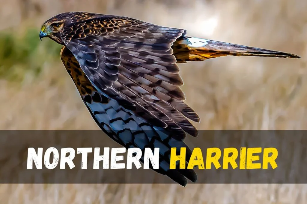 Northern Harrier