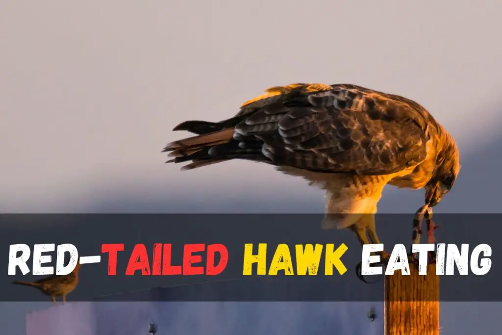 Red-tailed Hawk eating
