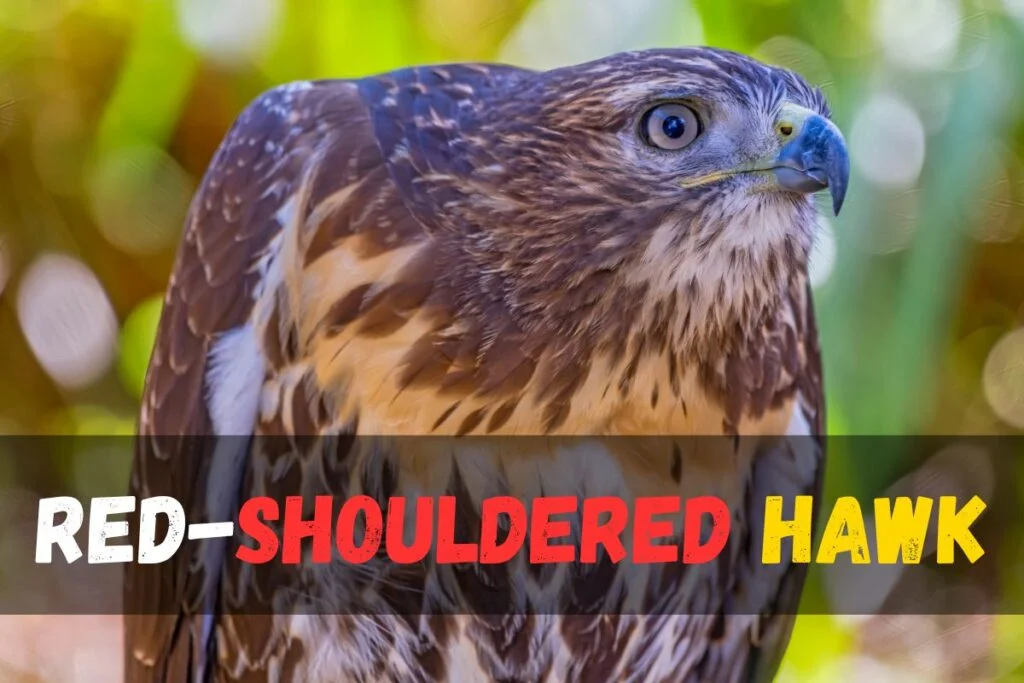 Red-shouldered Hawk
