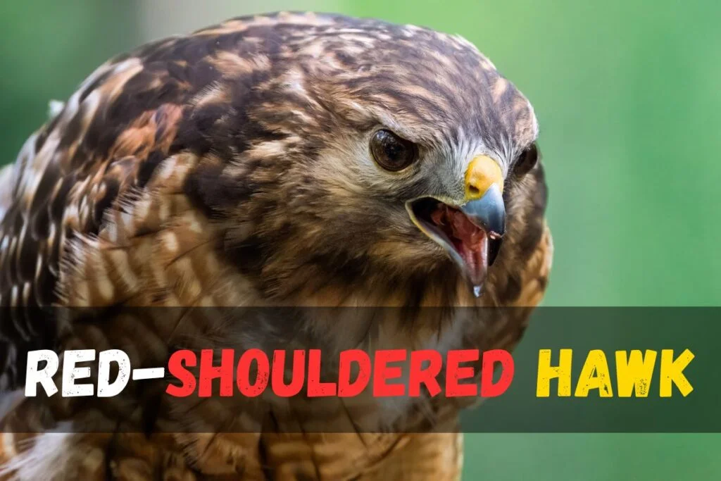 Red-shouldered Hawk