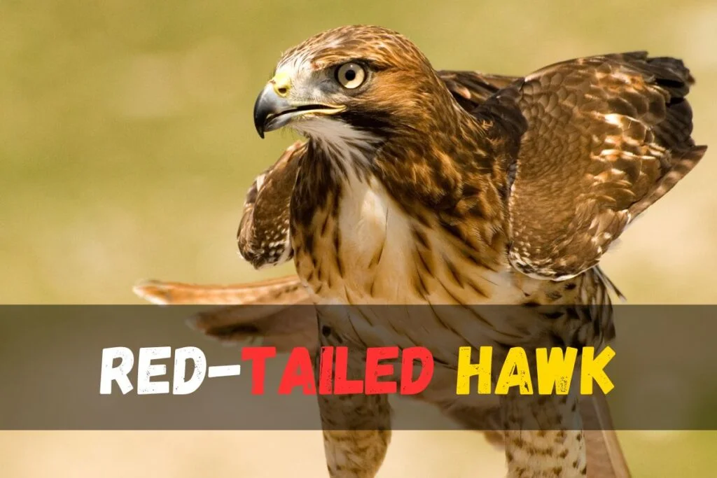 Red-tailed Hawk