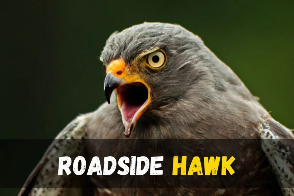 Roadside Hawk