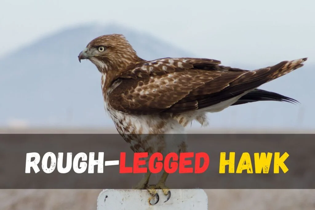 Rough-legged Hawk