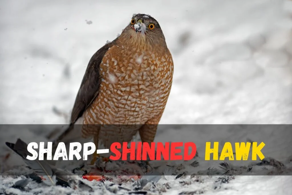 Sharp-shinned Hawk