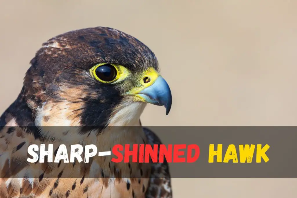 Sharp-shinned Hawk identification