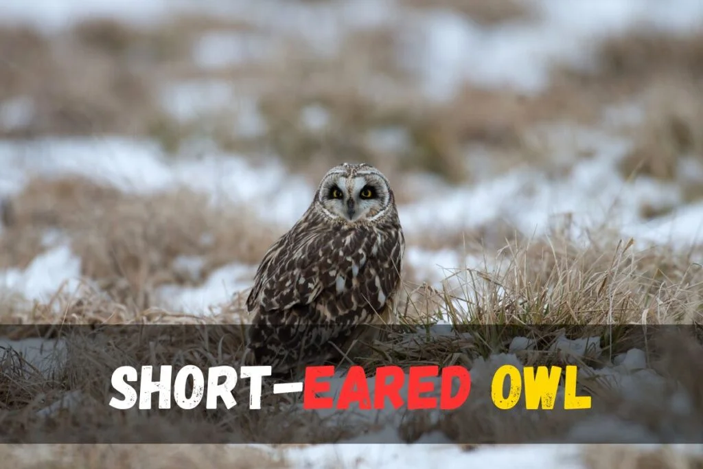 Short-eared Owl