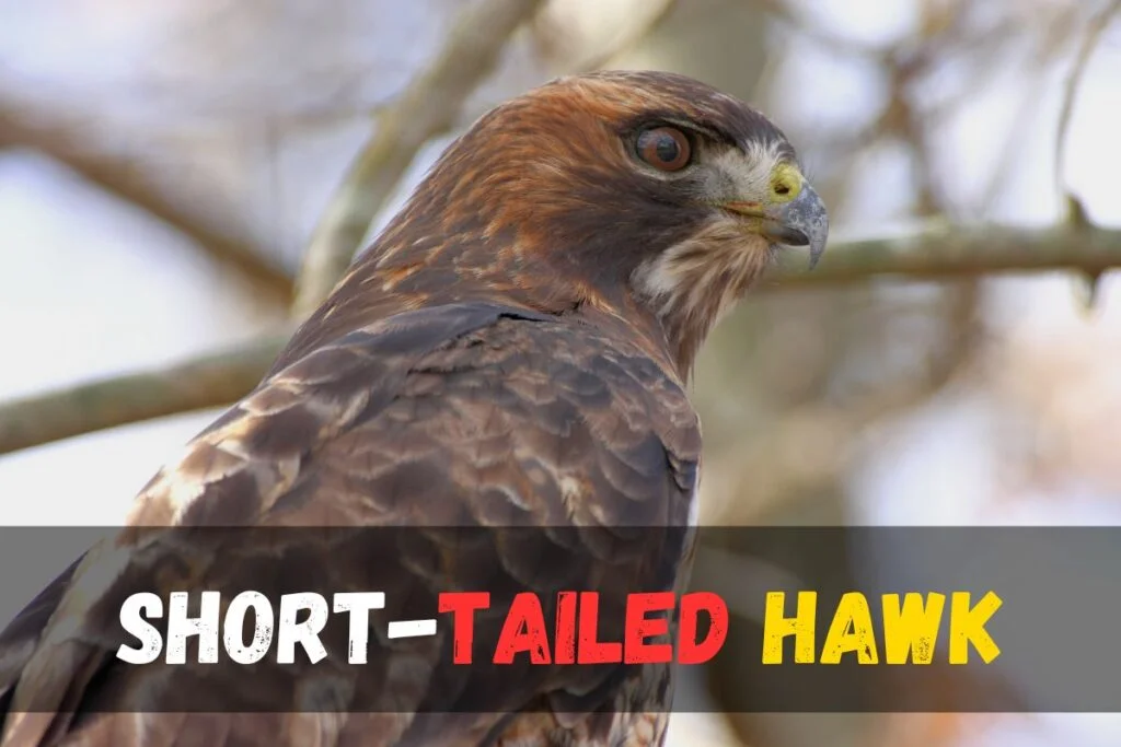 Short-tailed Hawk