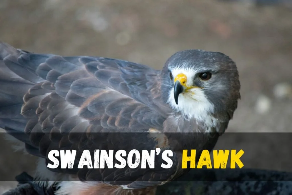 Swainson’s Hawk