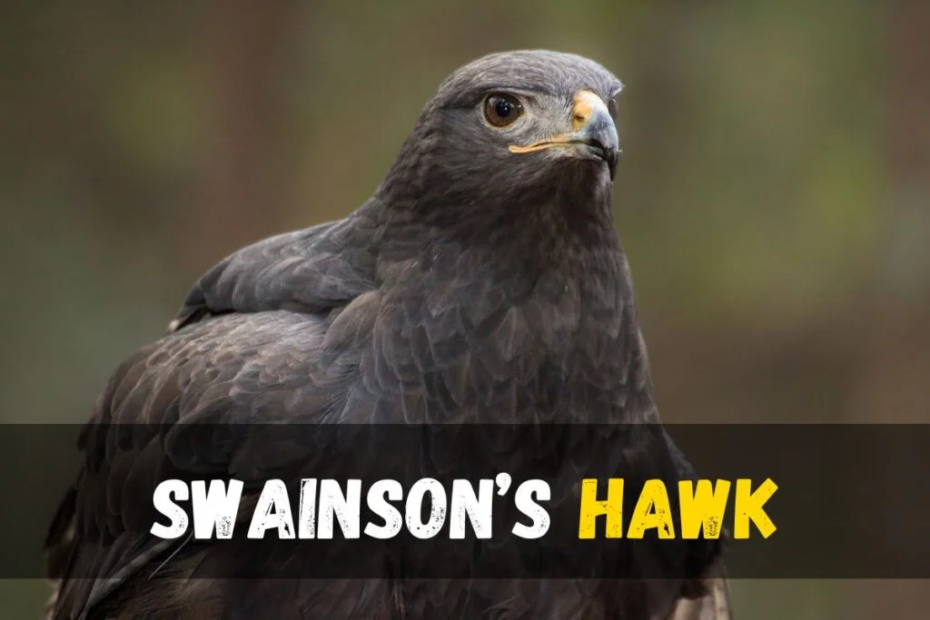 Swainson’s Hawk