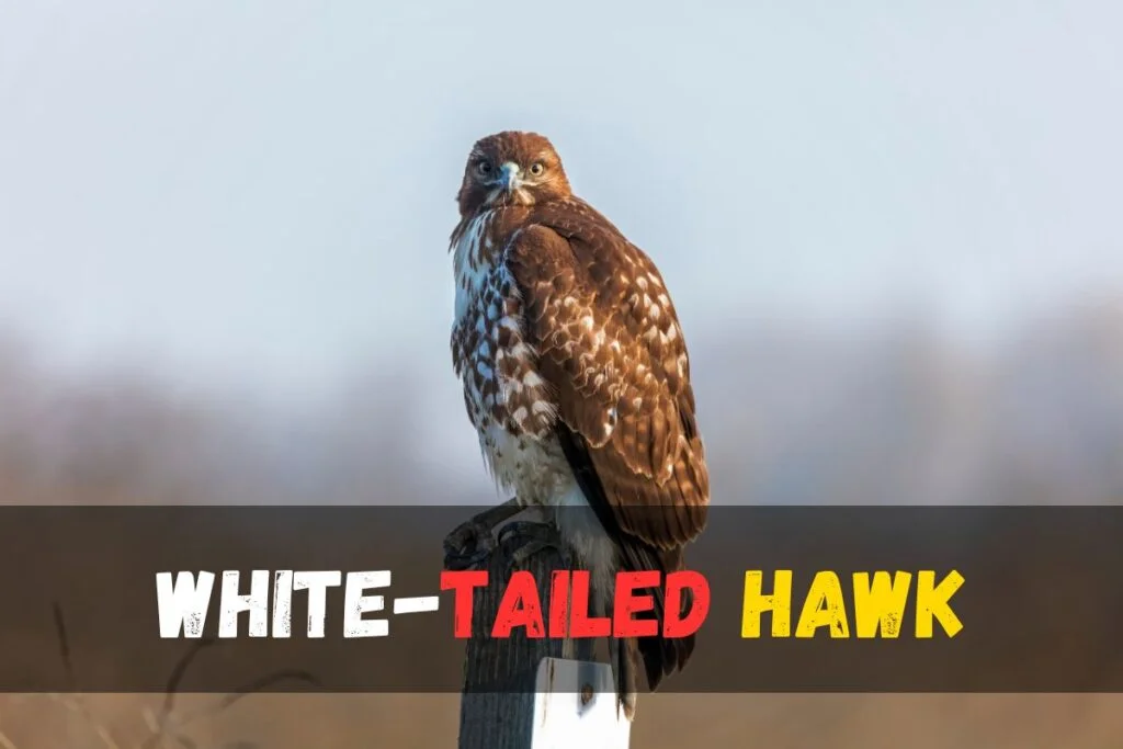 White-tailed Hawk