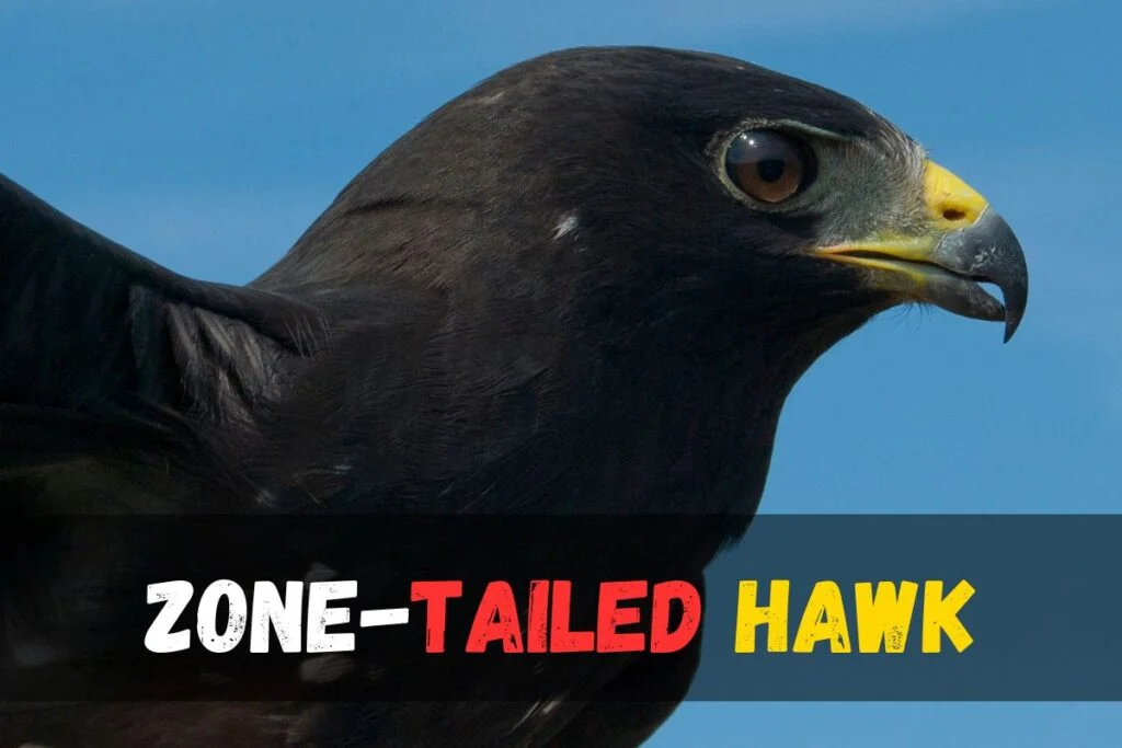 Zone-tailed Hawk