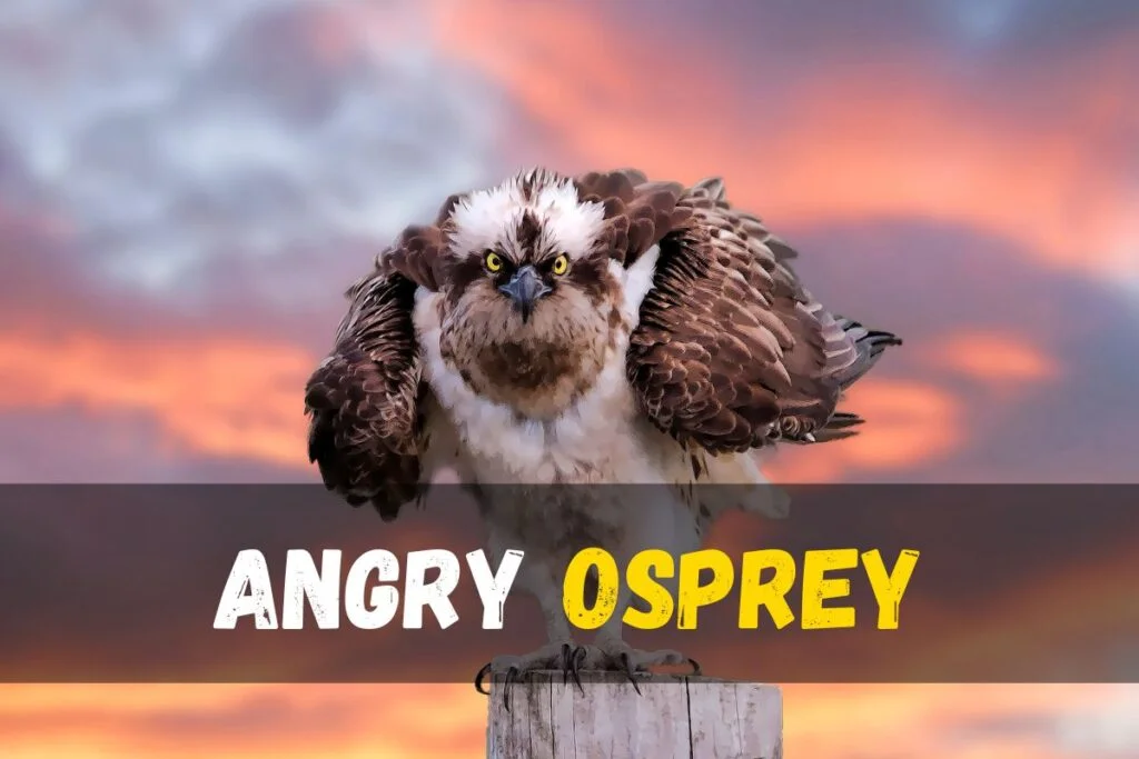 Osprey