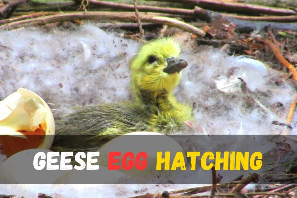 geese egg Hatching