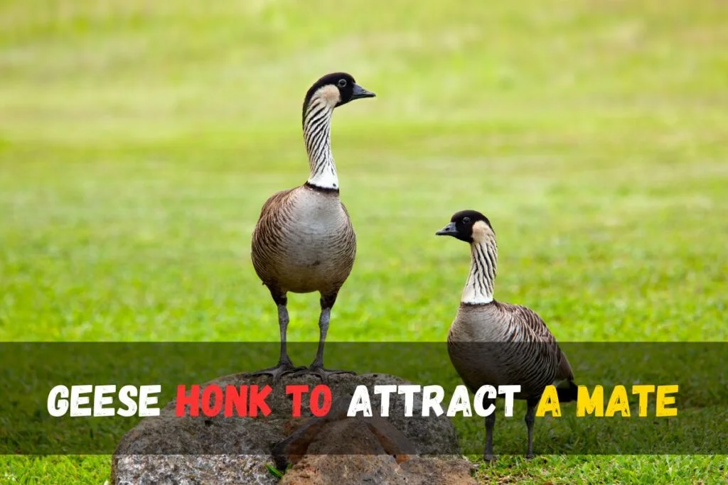 geese honk to Attract a Mate