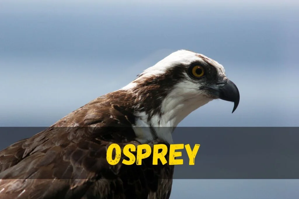 Osprey