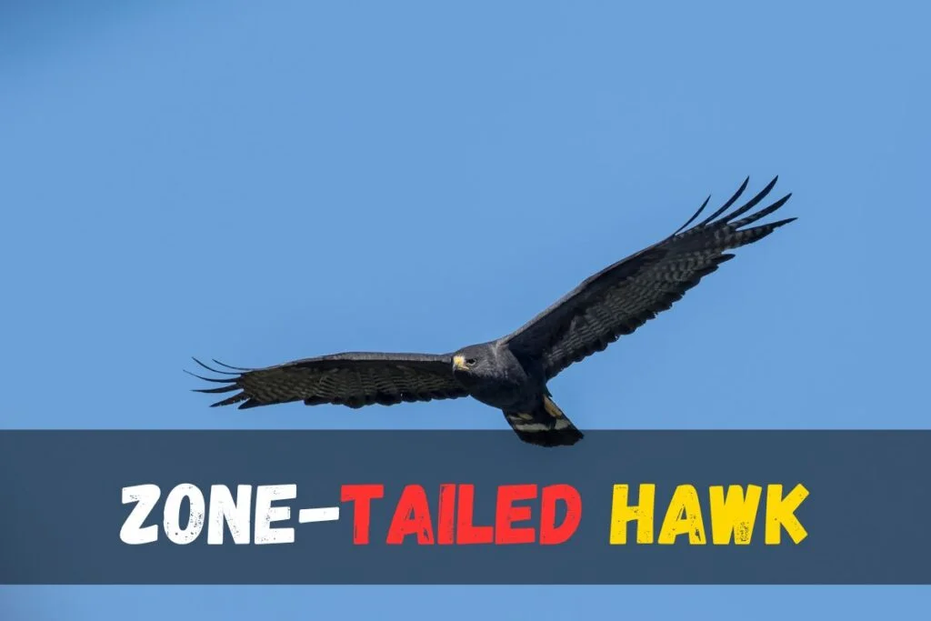 Zone-tailed Hawk