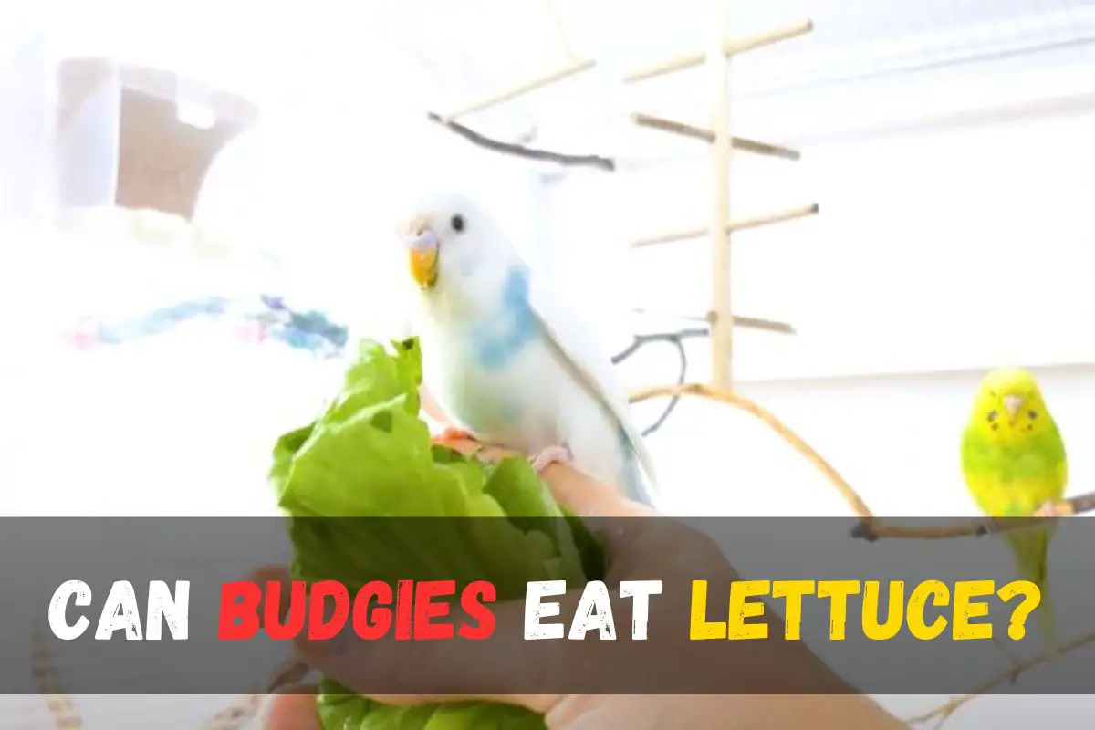 Can Budgies Eat Lettuce  