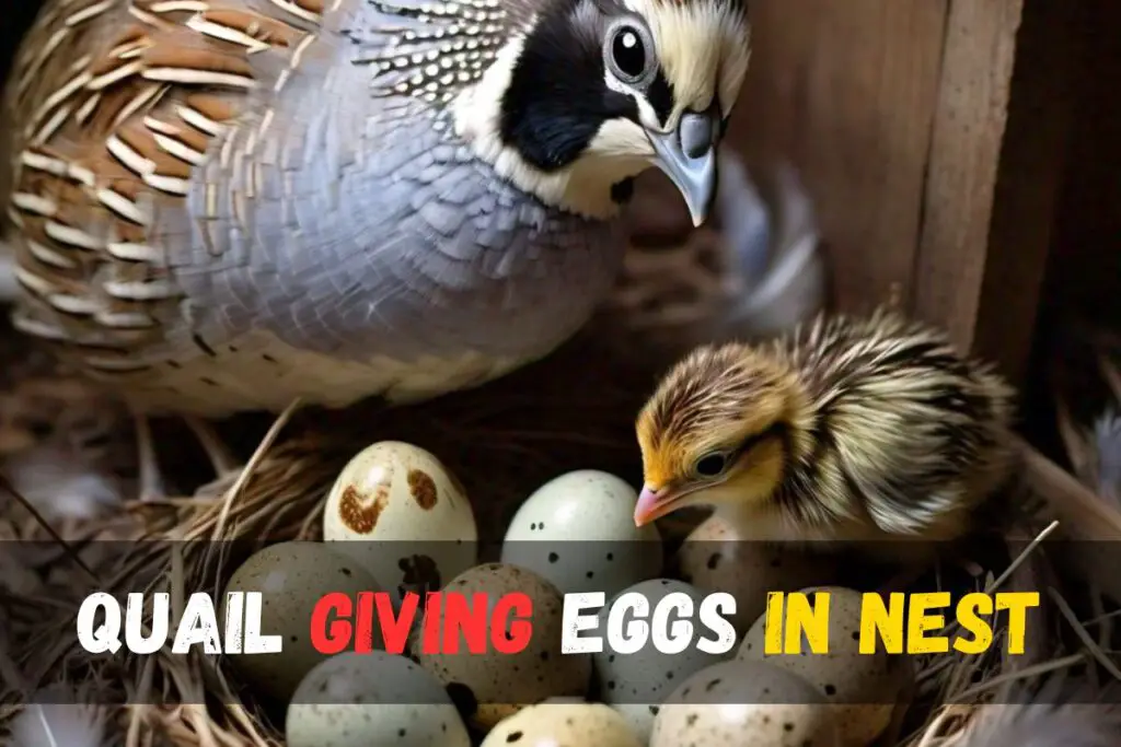 Discover How Often Quail Lay Eggs: Expert Tips & Insights