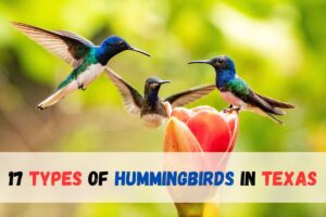 17 Types of Hummingbirds in Texas