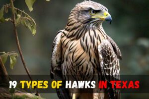 19 Types of Hawks in Texas