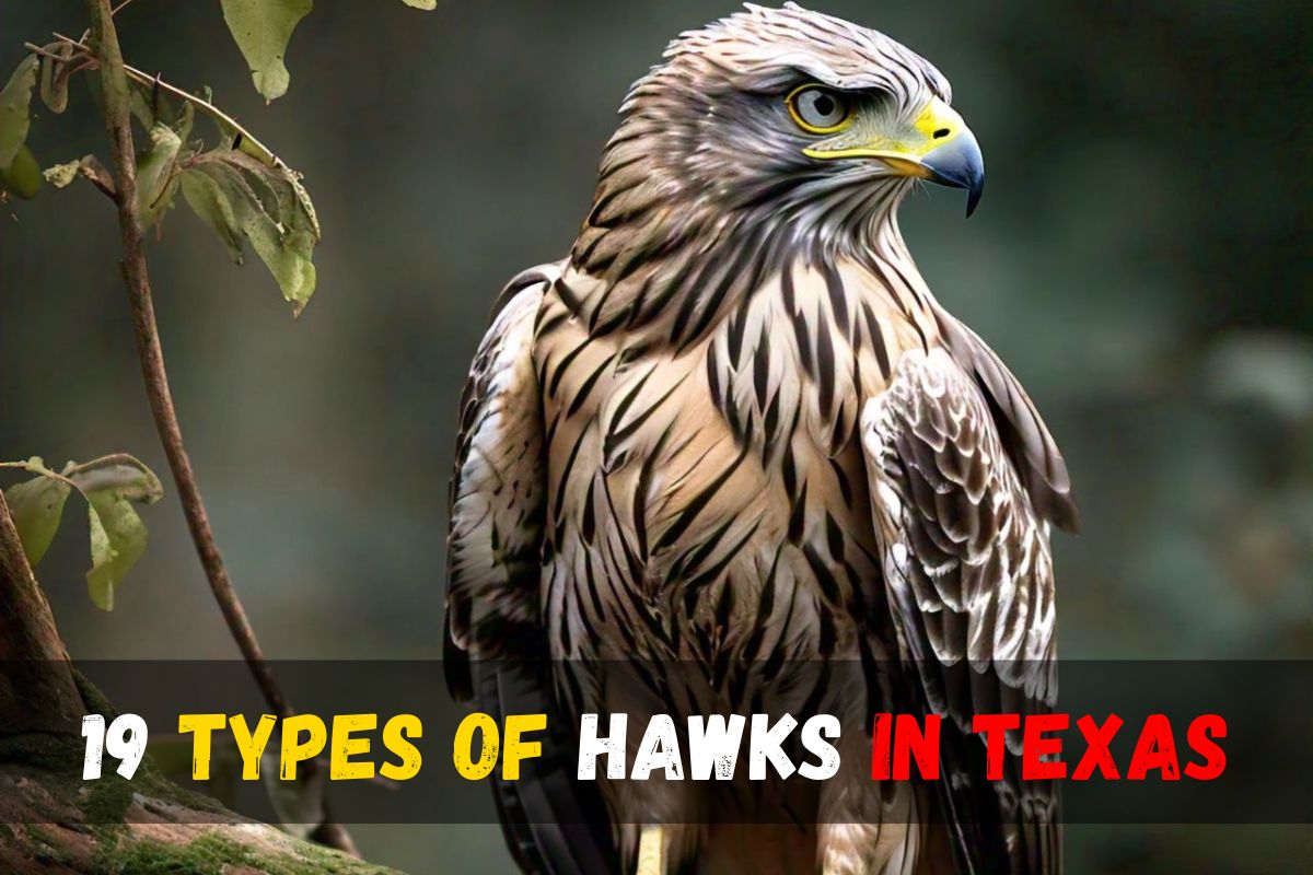 19 Types of Hawks in Texas