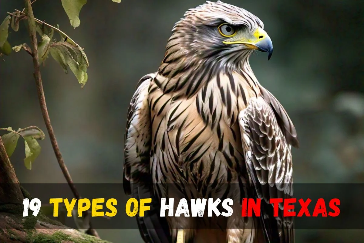 19 Types of Hawks in Texas