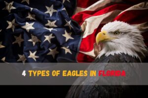 4 types of eagles in Florida