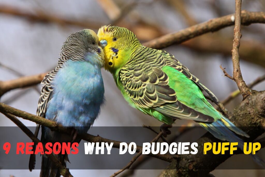 Why Do Budgies Puff Up? Unveiling the 9 Fascinating Reasons