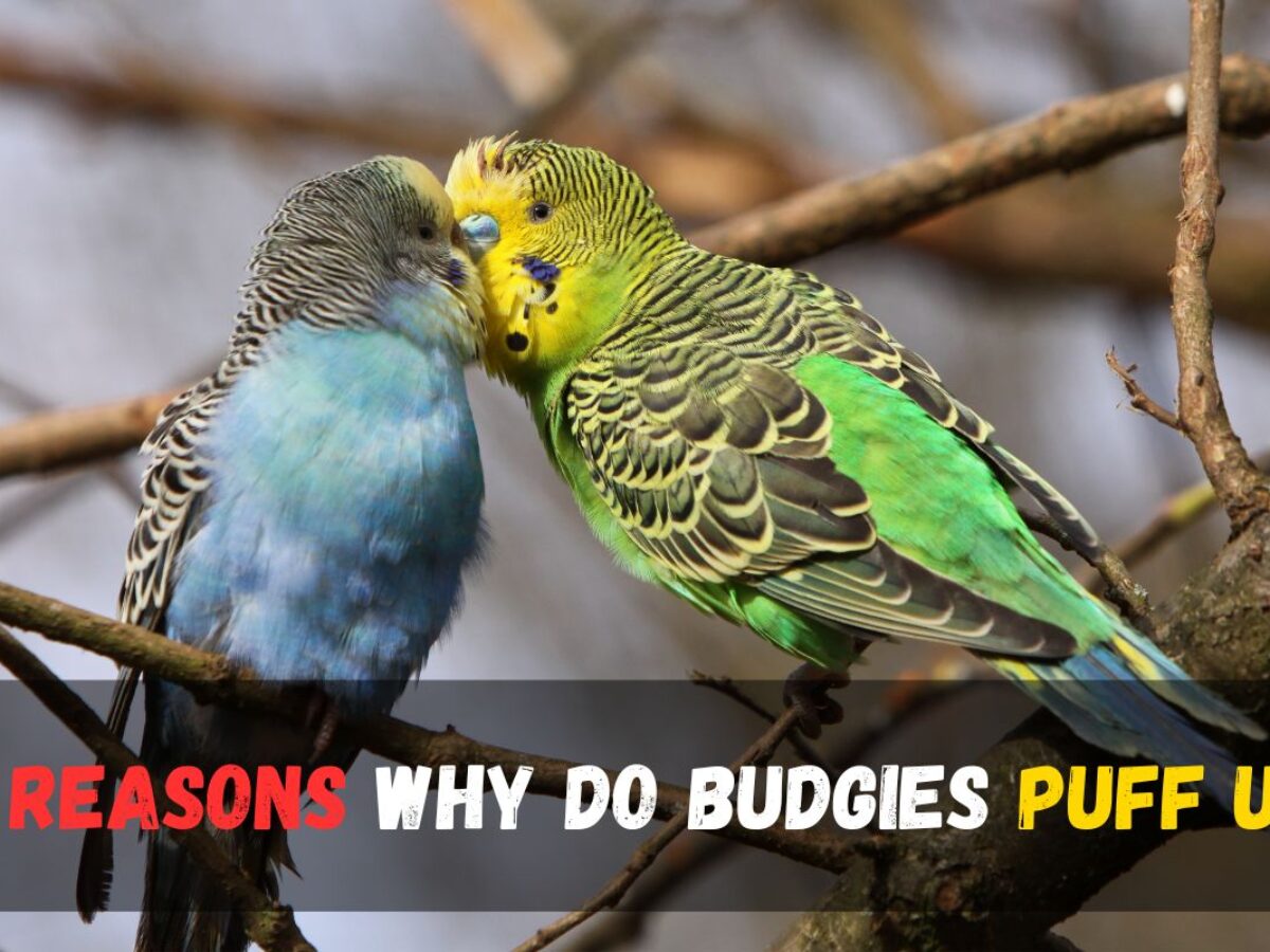 Why Do Budgies Puff Up Unveiling the 9 Fascinating Reasons