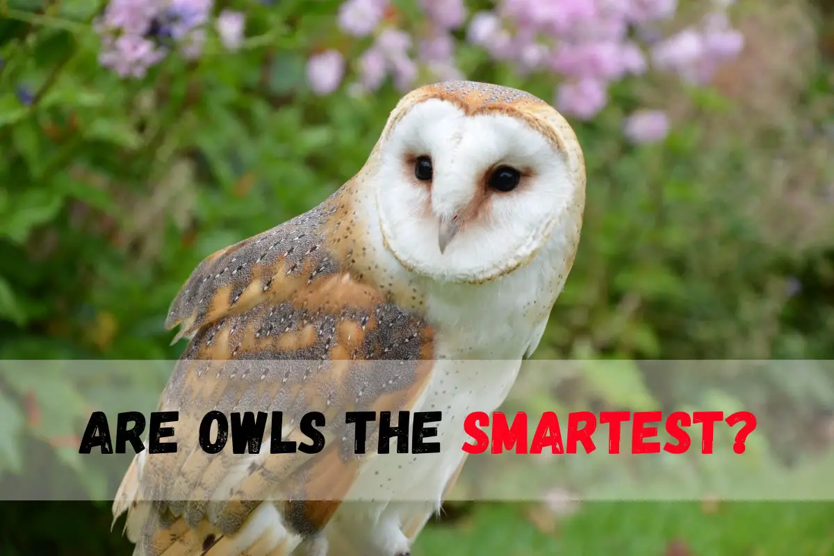 Are Owls the Smartest? Unveiling Avian Intelligence Secrets